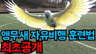 앵무새 자유비행 훈련방법 시작부터 끝까지. - 링고편 …