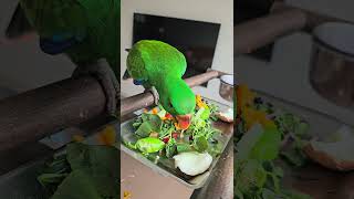 아기 뉴기니아 크롱이 아침식사 feat. 단호박  #뉴…