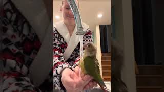 앵무새 스파데이 