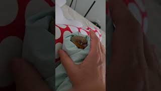  #birds #birdsong #parrot #pet…