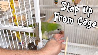 Quaker Parrot Learns to Step U…