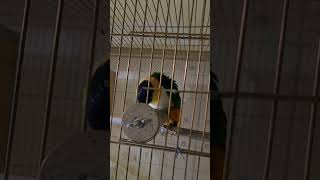 검은머리 카이큐   #parrot #앵무새 #birds #birdslover 머리 카이큐