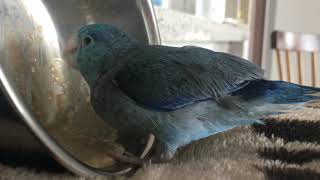 3월10일 유리앵무 이유식 feeding my parrotlet in morning