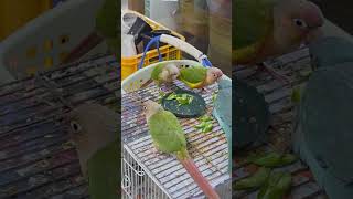 #앵무새 #루티노퀘이커 #알비노 #앵무새분양