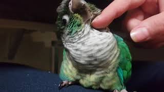 깡패 코뉴어 앵무 땅콩이 머리긁기