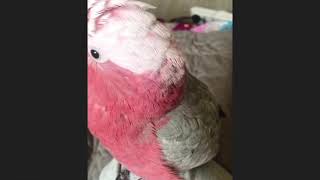 삐용이 신났어~!(갈라코카투)