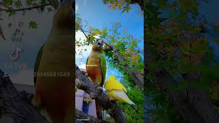 위험한 사랑 코뉴어 앵두 모란 체리 # 코뉴어 자두 뒤…