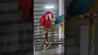 "상구만세~"   #앵무새 #청금강앵무새 #홍금강앵무새 #애완동물 #자율비행