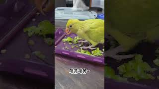 고추좋아하는 연주 #앵무새 #parrot #루티노퀘이커…