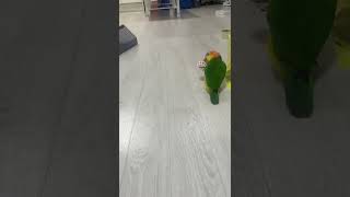 앵무새 카이큐 인성 