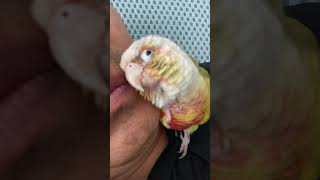 소망이의 일상(코뉴어)