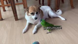 ❤️한스마카우 찌랭이와 시고르자브종 댕댕이 래시의 환상케미❤️