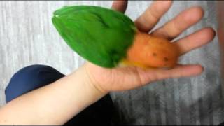 앵무새/카이큐/중형앵무/노랑머리카이큐