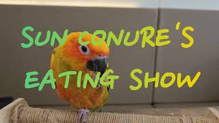 Sun conure's Eating Show #sunc…