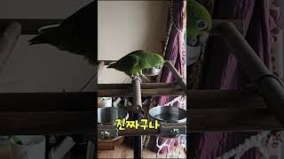 아빠들었나?아리의수다 #parrot #birds #아마…