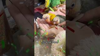 [앵무새일기 19] 저희 앵무새 축하해주세요!!