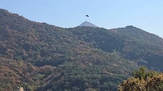 @아마존 앵무새 이큐가 비행하다 까마귀만났어요.소리소리…