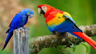 Top 10 Most Beautiful Macaws in the World | Colorful Birds