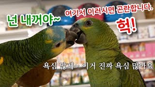 [관찰] 여기서 이러시면 곤란합니다. 뽀뽀? 애정표현?…