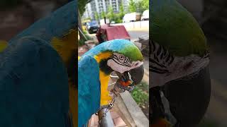 유기농 좋아해요 #청풍이 #청금강앵무새 #유기농