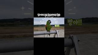 빵야가 좋은 #한스마카우 철수 / talking parrot / #hansmacaw / #shorts