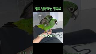 생일날 만세하는 앵무새