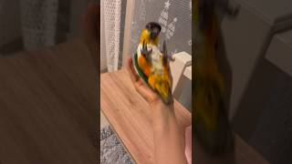 한 손으로 둥가둥가#shorts #parrot #cai…