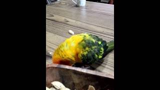 5개월된 썬코뉴어 땅콩 껍질집기