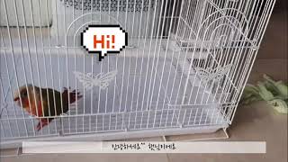 오늘의햇님] 파인애플코뉴어, 입양첫날!!^^