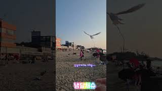 #목도리앵무새#앵무새#parrot#말하는앵무새#산책#바…