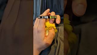 아빠손길이 좋은 레몬이 ㅋㅋㅋㅋㅋ #루티노퀘이커 #모란…