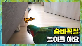 형아~ 부르며 신나게 찾으러다니는 앵무새  중학생 형아…