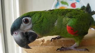 써니와 안녕이 썬코뉴어&amp;한스마카우 앵무새텐트에 …