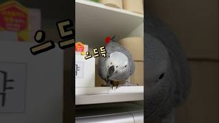 하찮은 앵무새 다리  회색앵무 잠바