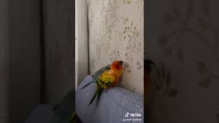 sun conure parrot. so cute!!! …