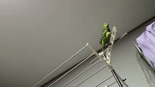 귀농귀촌 아마존앵무새 말하고놀기