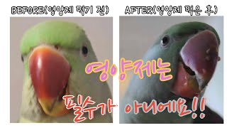 (앵무새 영양제) 앵무새에게 영양제는 필수로 꼭 먹어야…