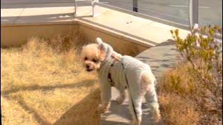 청금강앵무새와 토이푸들 솔이의 만남....