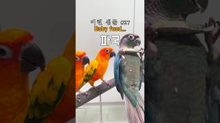 이런 생물 #27 이유식이 이렇게 위험한 음식이었나…ㅋㅋ #앵무새키우기
