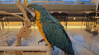 2025 청금강 앵무새 만세하기