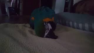 청금강앵무새키우기, 아빠와의 교감