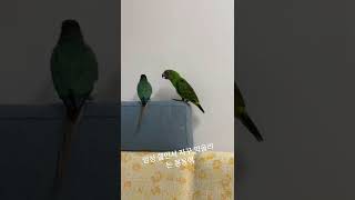 쟈딘 약올리는 코뉴어