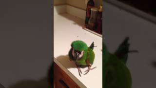 Severe macaw owns the kitchen, dances and says Hola.