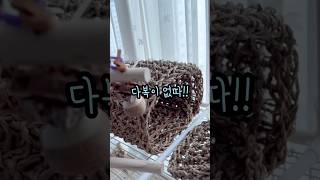 다복이 없다!! 까꿍앵무새 다복이 #퀘이커앵무새 #러블리다다즈 #퀘이커앵무이다복