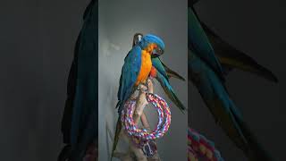 조민규앵무새(2025년6월17일)#인천 #연수구#송도#청금강#홍금강#코니#유니#막내나나