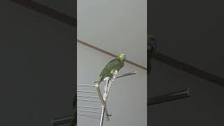 귀농귀촌 아마존앵무새 말하고 놀아주기