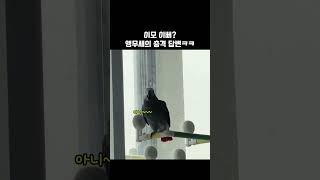 랄라야 너무 솔직한 거 아니냐고요ㅠㅠ / 회색앵무 랄라 / #shorts #말하는앵무새