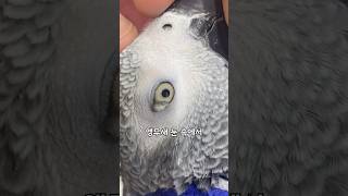 앵무새에게 매우 치명적인 일