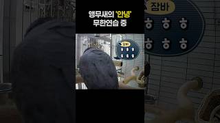 앵무새의 '안녕' 무한연습 중 ♾️ 회색앵무 잠바