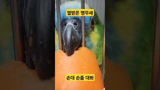 열받은 앵무새 #parrot #노래하는앵무새 #소주 #아마존앵무새 #발정난앵무새 #앵무새소주